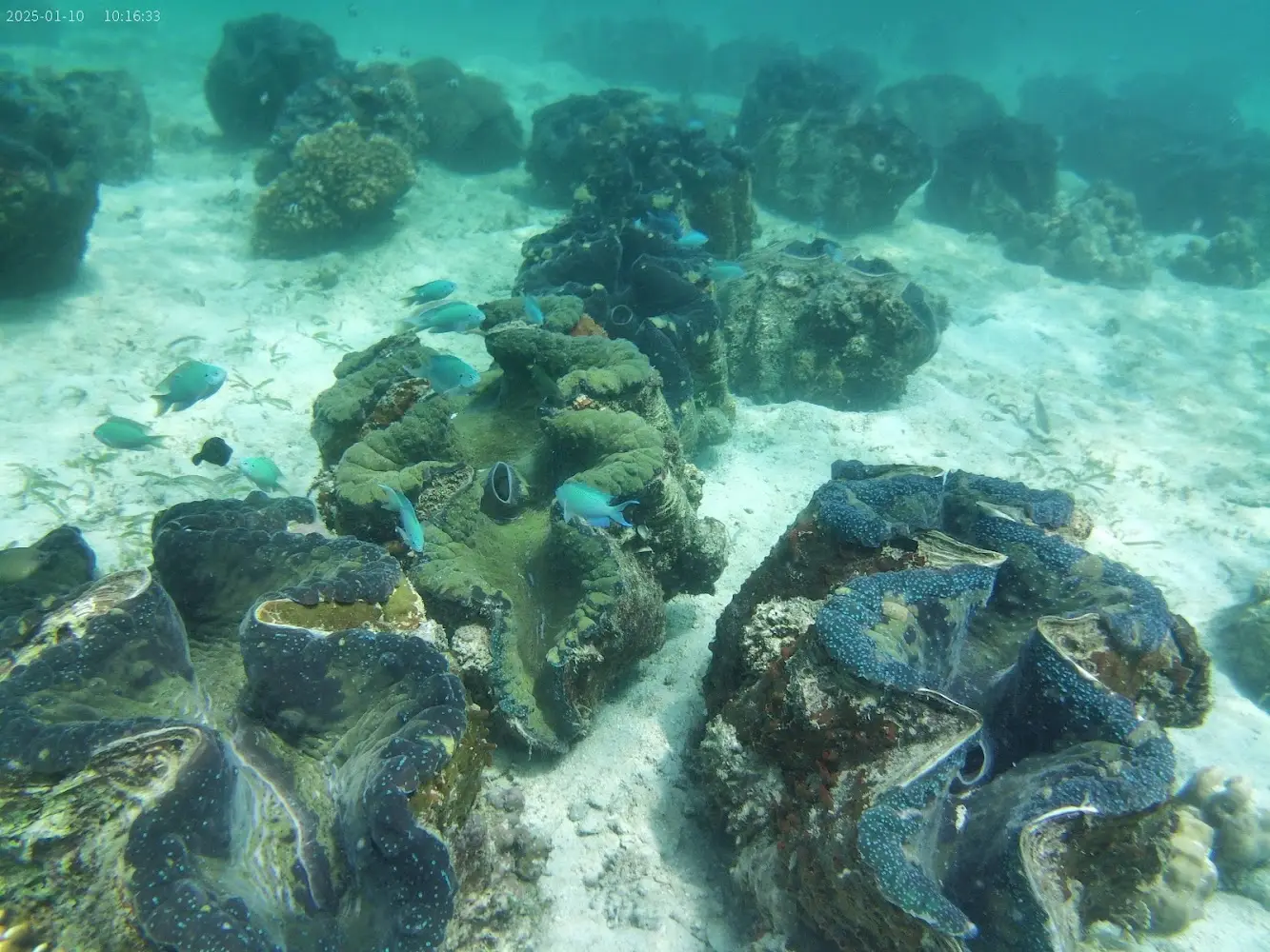 The Giant Clam (Taklobo) Sanctuary Samal Island